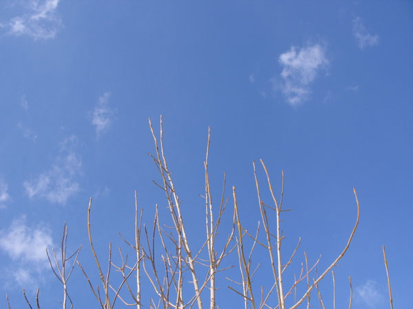 f:id:elmikamino:20100319104848j:image