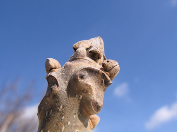 f:id:elmikamino:20100319104851j:image