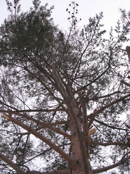 f:id:elmikamino:20100323110929j:image