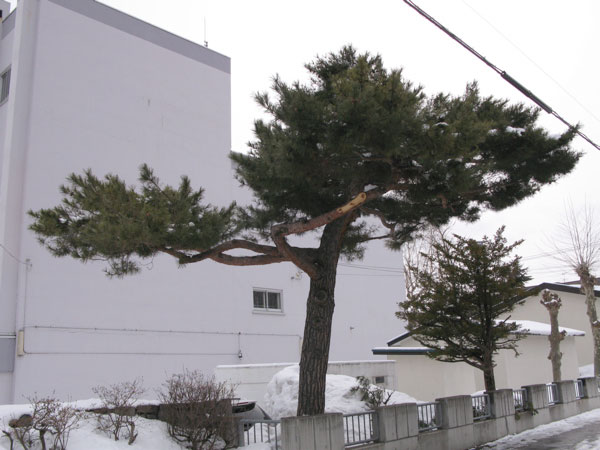 f:id:elmikamino:20100323110930j:image