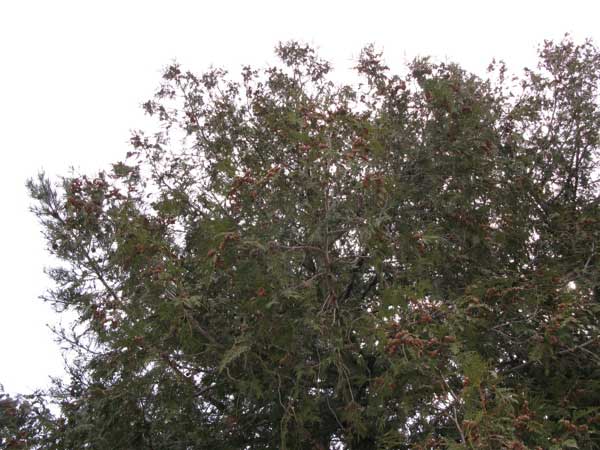 f:id:elmikamino:20100323110931j:image