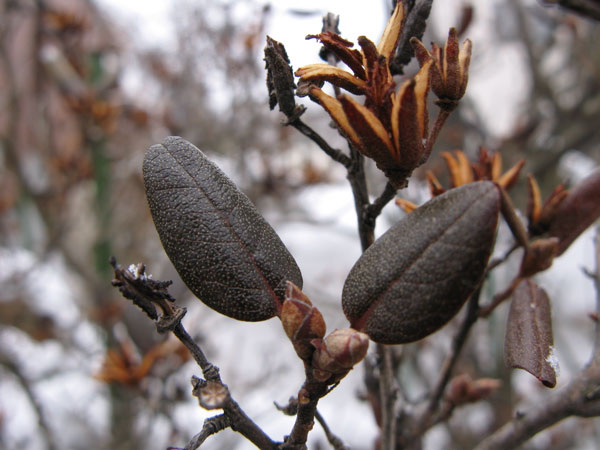 f:id:elmikamino:20100323110932j:image