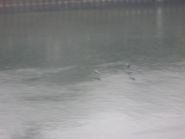 f:id:elmikamino:20100324145144j:image