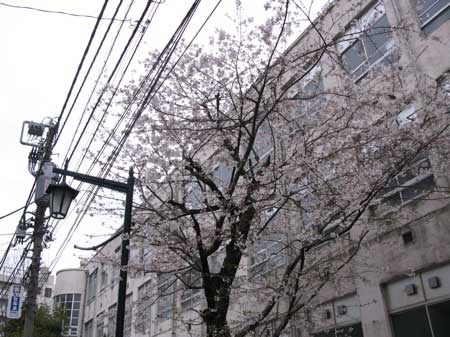 f:id:elmikamino:20100330215853j:image