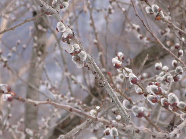 f:id:elmikamino:20100402115113j:image