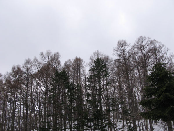 f:id:elmikamino:20100402115119j:image