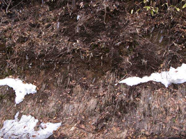 f:id:elmikamino:20100403093630j:image