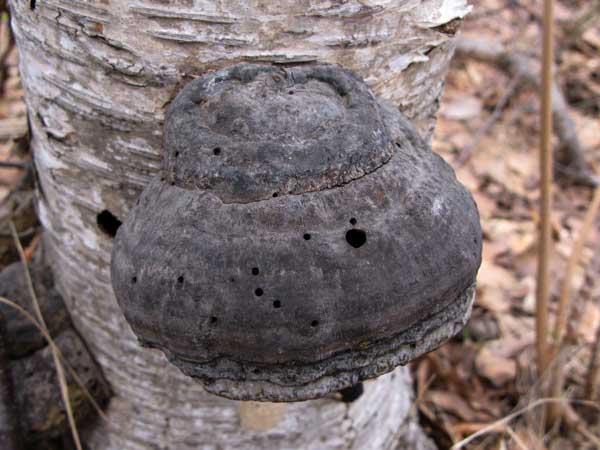 f:id:elmikamino:20100410123159j:image f:id:elmikamino:20100410123159j:image