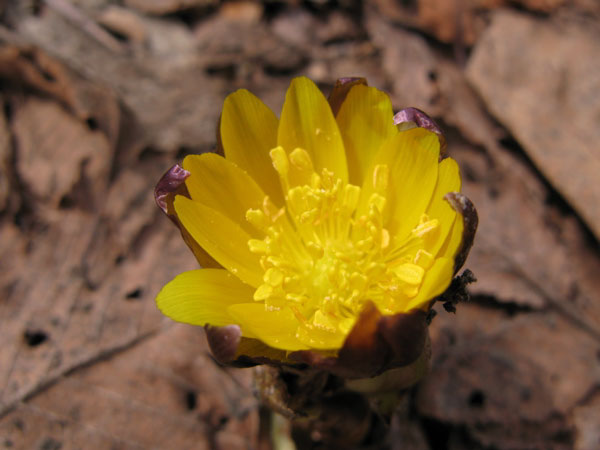 f:id:elmikamino:20100410123202j:image f:id:elmikamino:20100410123202j:image