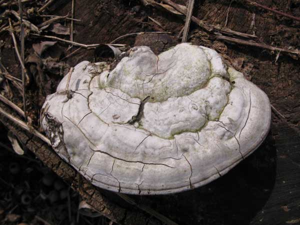 f:id:elmikamino:20100412125428j:image