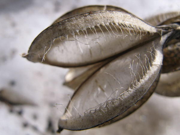 f:id:elmikamino:20100412125430j:image