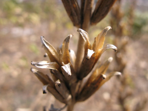 f:id:elmikamino:20100412125433j:image