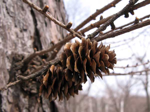 f:id:elmikamino:20100412125435j:image