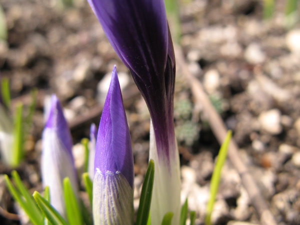 f:id:elmikamino:20100412125437j:image