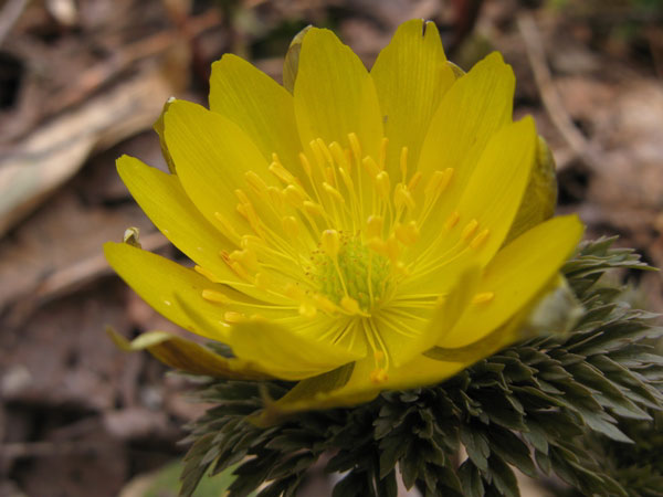 f:id:elmikamino:20100418112943j:image