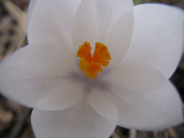 f:id:elmikamino:20100418112944j:image
