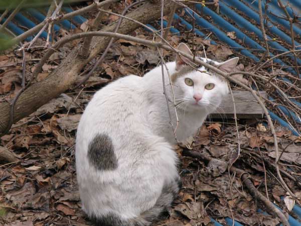 f:id:elmikamino:20100418112945j:image