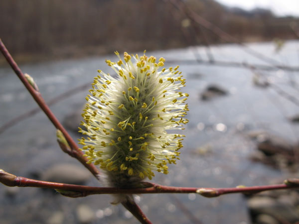 f:id:elmikamino:20100419113535j:image