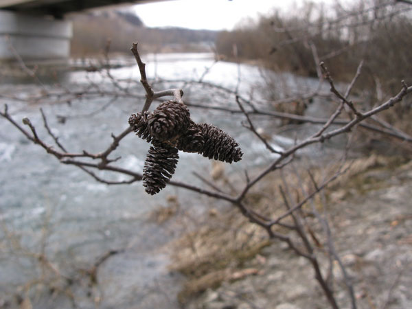 f:id:elmikamino:20100419113538j:image