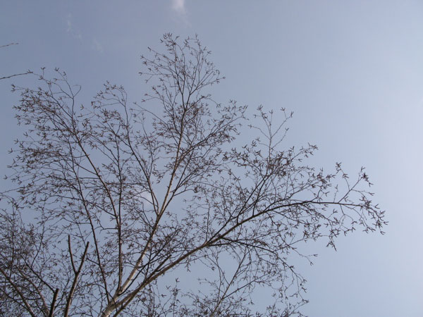 f:id:elmikamino:20100419161552j:image