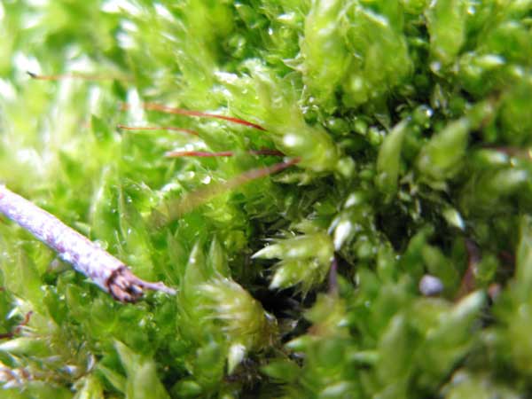 f:id:elmikamino:20100420122358j:image