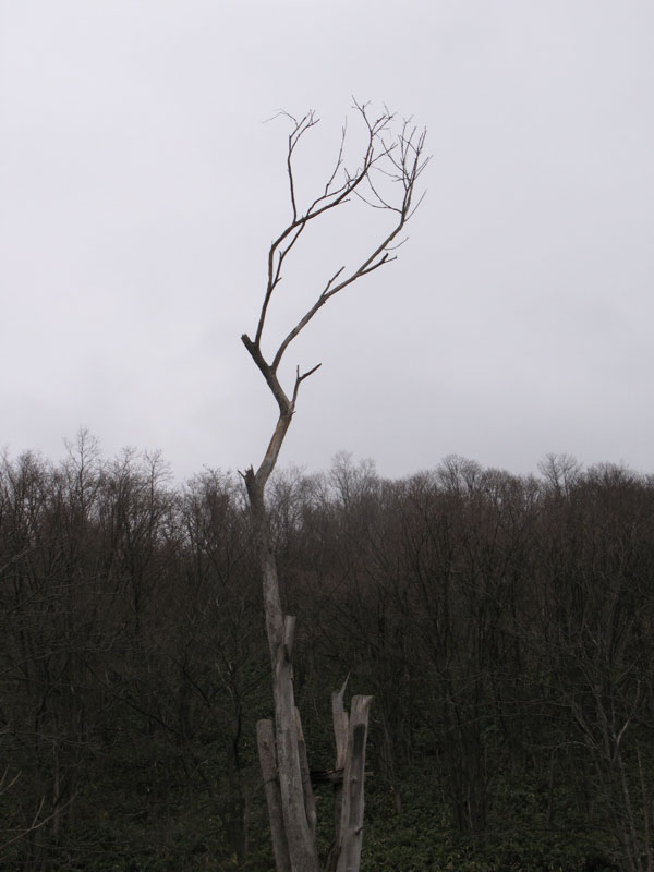 f:id:elmikamino:20100420122400j:image