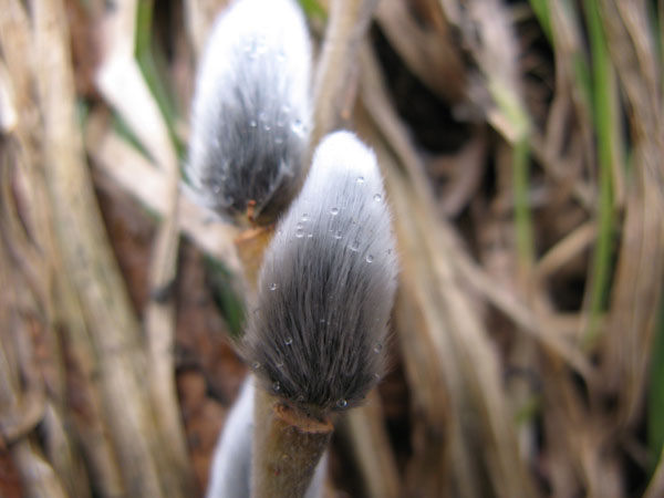 f:id:elmikamino:20100420122401j:image