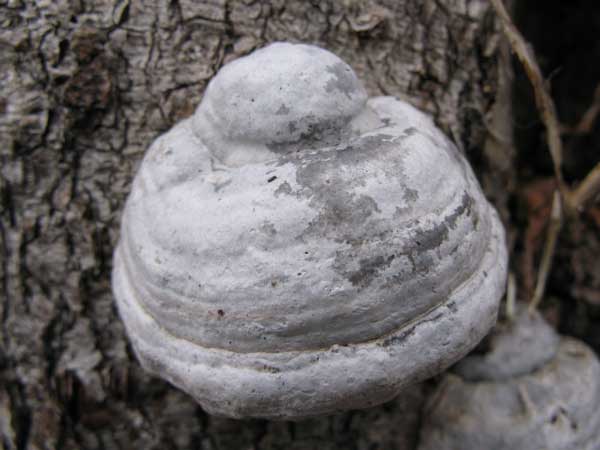 f:id:elmikamino:20100420122404j:image