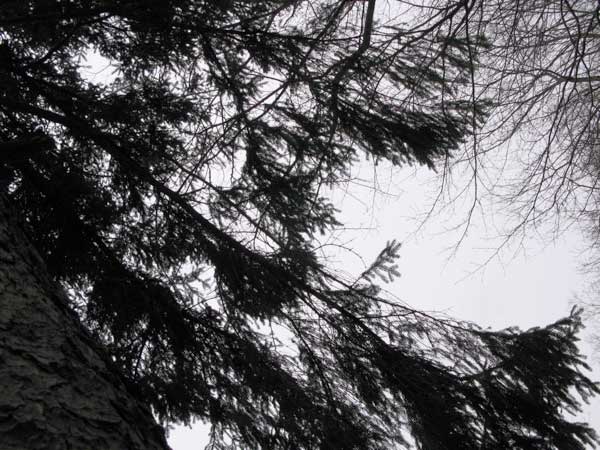 f:id:elmikamino:20100420122407j:image