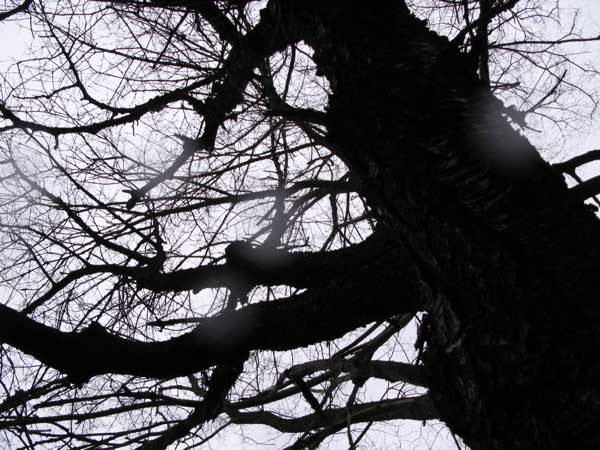 f:id:elmikamino:20100420122409j:image