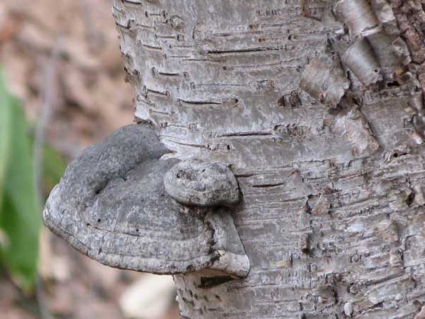 f:id:elmikamino:20100420122410j:image