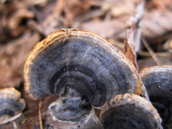 f:id:elmikamino:20100420122411j:image