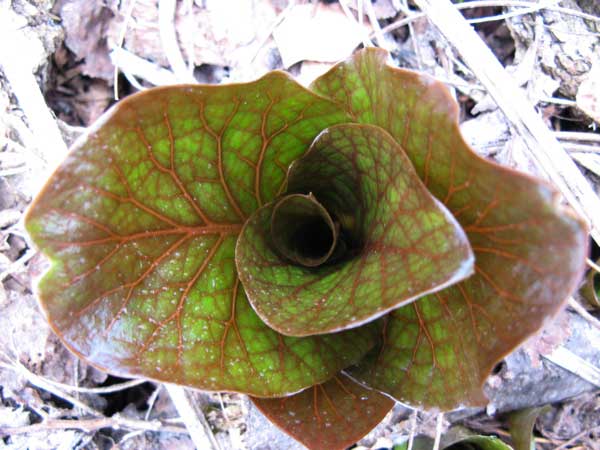 f:id:elmikamino:20100420133116j:image