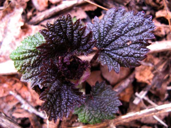 f:id:elmikamino:20100420133117j:image