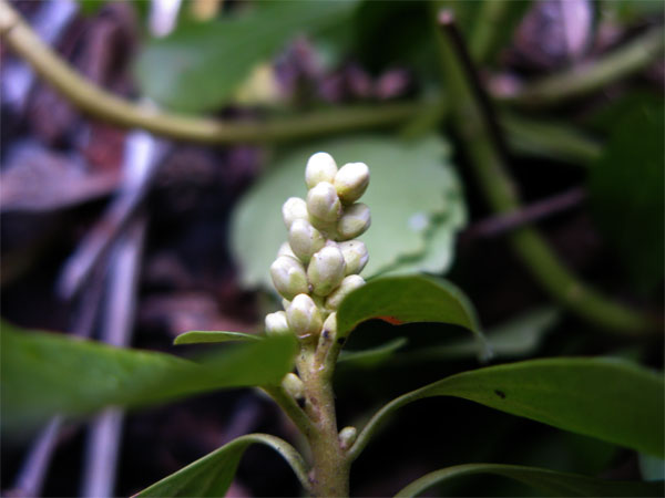 f:id:elmikamino:20100420143948j:image