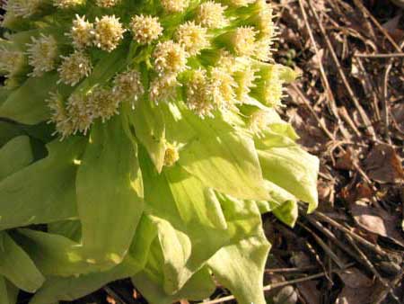 f:id:elmikamino:20100425180524j:image f:id:elmikamino:20100425180524j:image