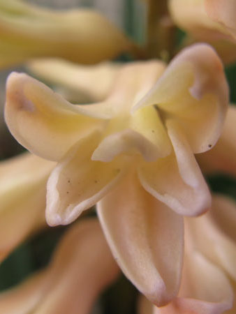 f:id:elmikamino:20100425180527j:image f:id:elmikamino:20100425180527j:image