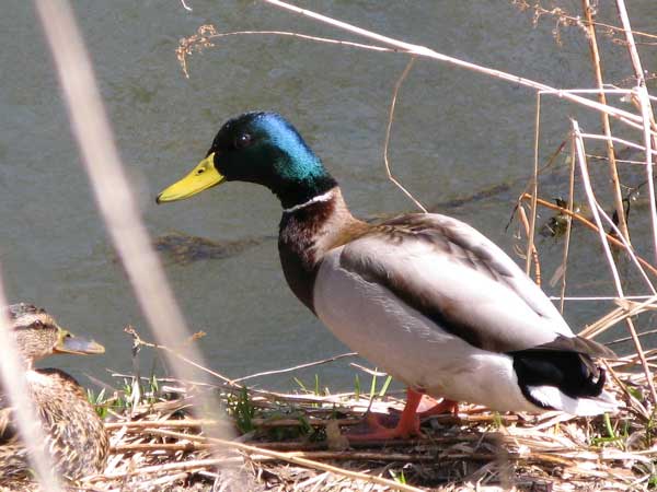 f:id:elmikamino:20100426121214j:image