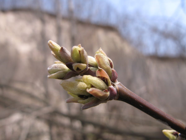 f:id:elmikamino:20100427224303j:image