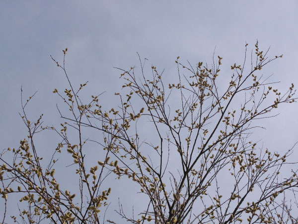f:id:elmikamino:20100429144228j:image