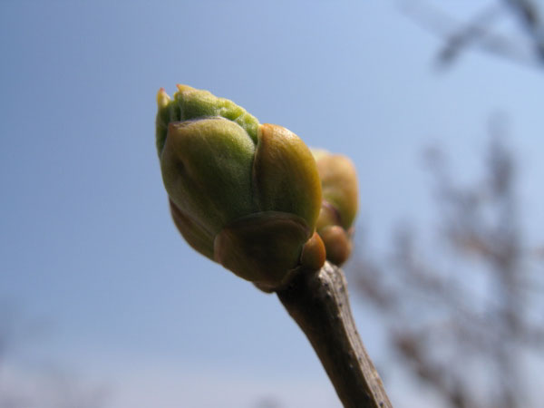 f:id:elmikamino:20100502113111j:image f:id:elmikamino:20100502113111j:image