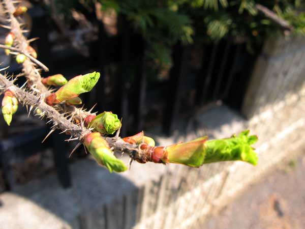 f:id:elmikamino:20100502113117j:image f:id:elmikamino:20100502113117j:image