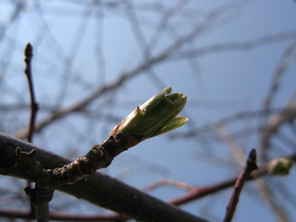 f:id:elmikamino:20100502113118j:image f:id:elmikamino:20100502113118j:image
