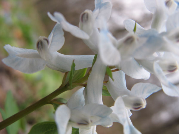 f:id:elmikamino:20100503160001j:image