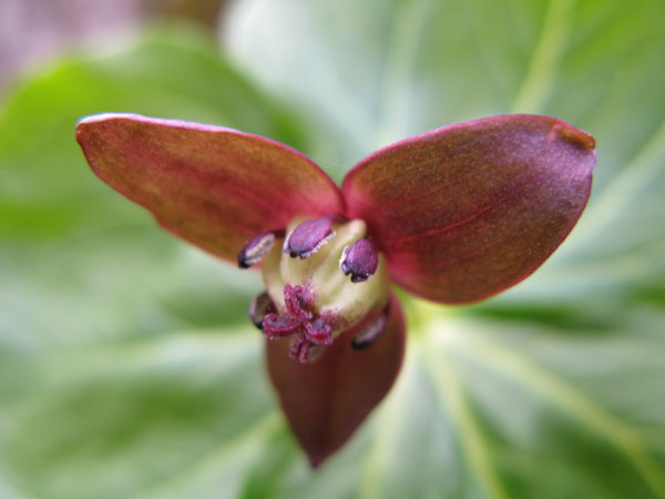f:id:elmikamino:20100503160002j:image