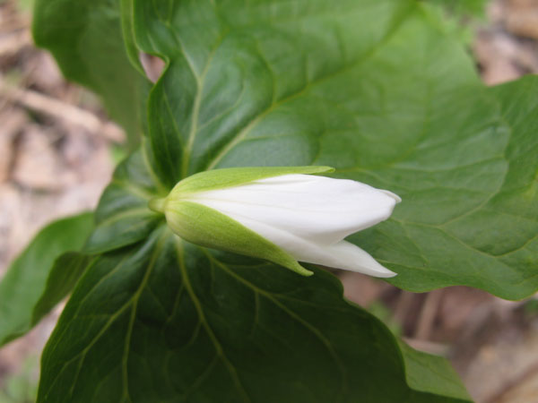 f:id:elmikamino:20100503160003j:image