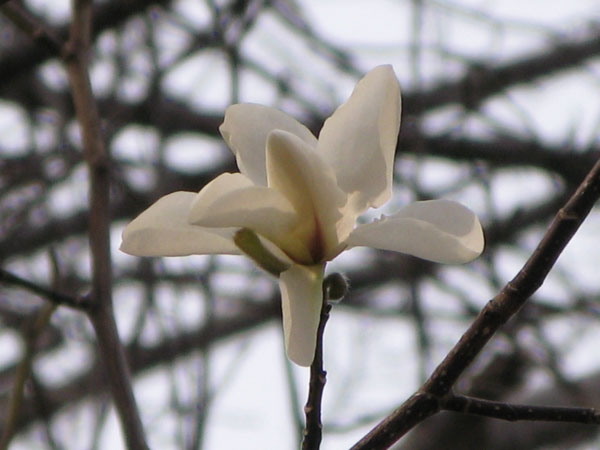 f:id:elmikamino:20100503160005j:image