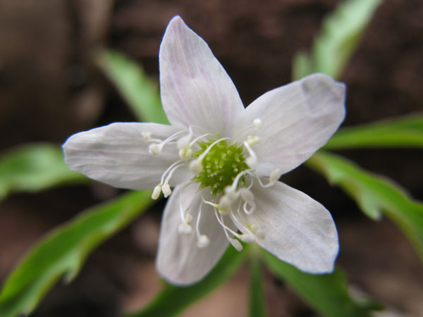 f:id:elmikamino:20100503160006j:image