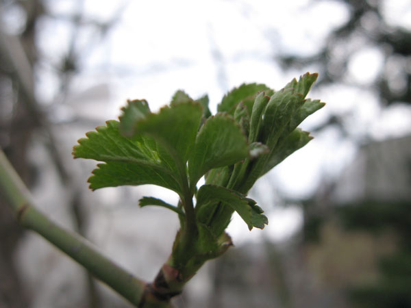 f:id:elmikamino:20100505110822j:image