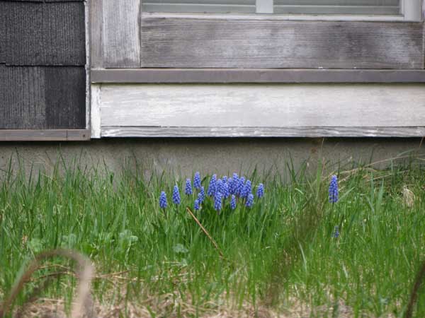 f:id:elmikamino:20100505110823j:image